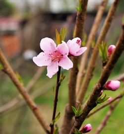 Close-up of pink flower