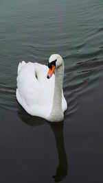 Close-up of swan swimming on lake