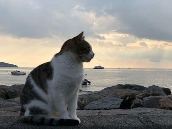 View of cat, seaside against sky during sunset