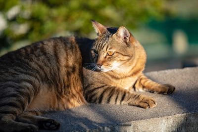 Close-up of a cat resting