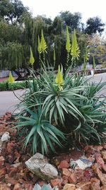 Plants growing on tree