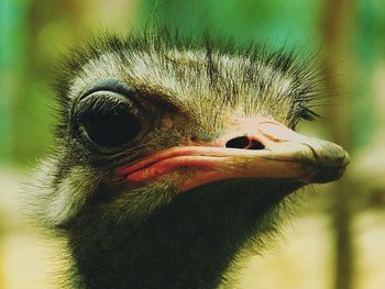 Close-up of bird