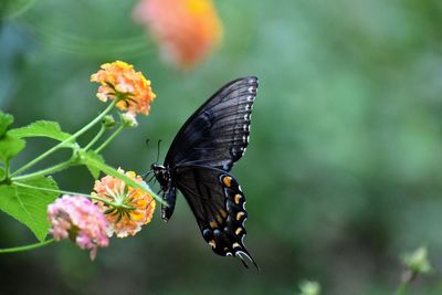 Close-up of butterfly pollinating on flower