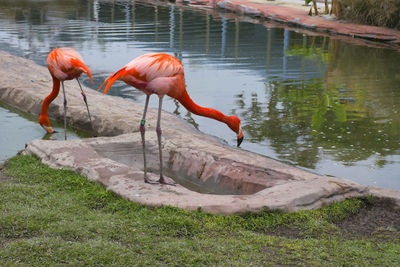 View of a bird drinking water
