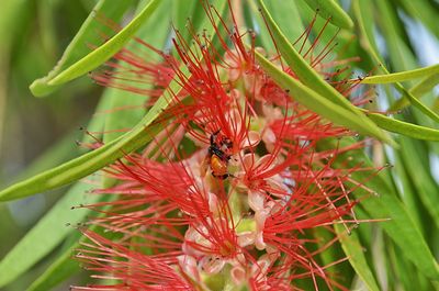 Close-up of red flowers