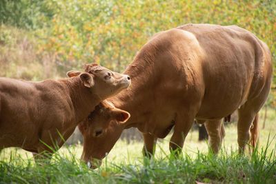 Cows in a field