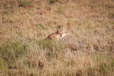 Lioness yawns