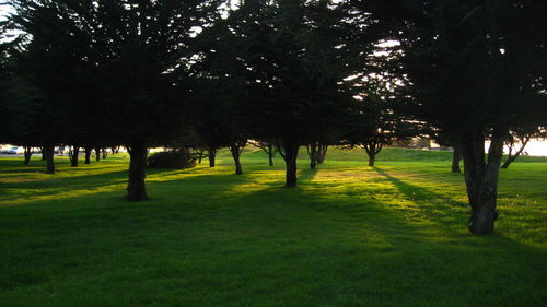 Trees on grassy field