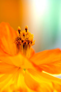 Extreme close-up of yellow flower