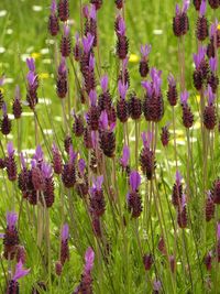 Purple flowers blooming in field