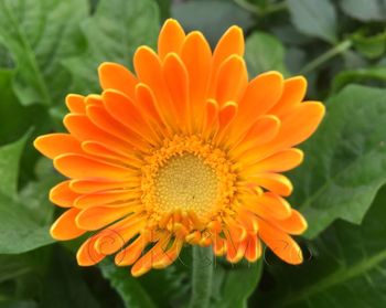 Close-up of yellow flower