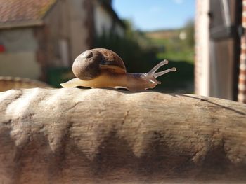 Close-up of snail on wood