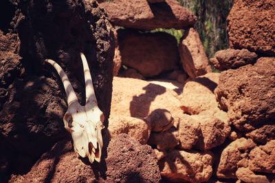 Close-up of animal skull on rock