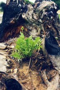 Close-up of plants