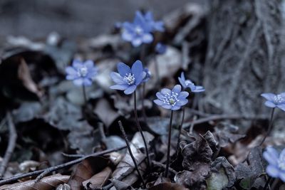 Close-up of purple flowering plant on field