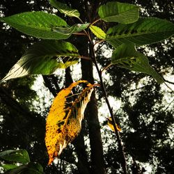 Low angle view of bird perching on tree