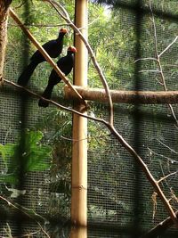 View of bird perching on tree in cage at zoo