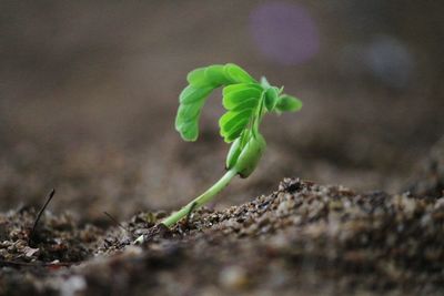 Close-up of plant growing outdoors