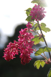 Close-up of pink flowers