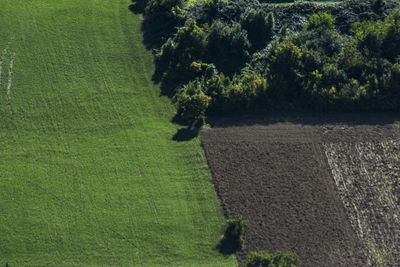 Trees growing in field