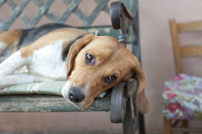 A beagle dog sleeping on the bench