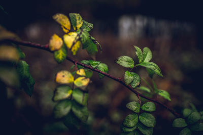 Close-up of fruit growing on plant