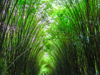 Full frame shot of bamboo trees