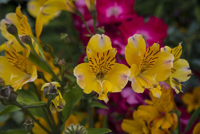 Close-up of yellow flowers blooming outdoors
