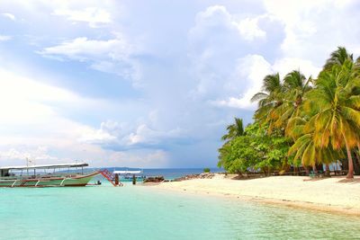 Palm trees on beach