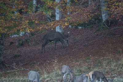 View of deer grazing on field