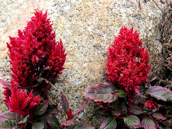 Close-up of red flower