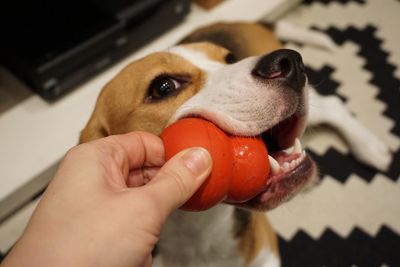 Close-up of hand holding dog