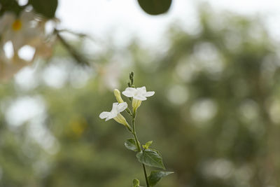 Close-up of white flowering plant