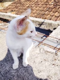 High angle view of white cat