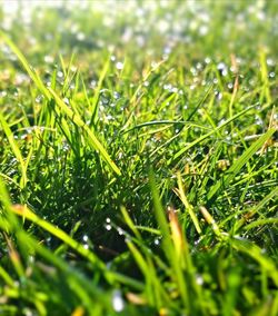 Close-up of grass