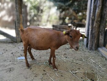 Close-up of sheep standing outdoors