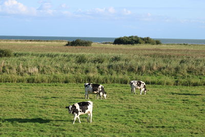 Cows standing in a field