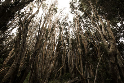 Low angle view of trees in forest