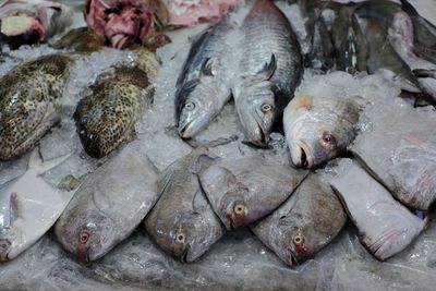 Fish on ice for sale at market