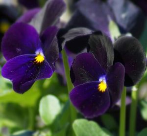Close-up of purple flowers