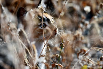 Close-up of a cat