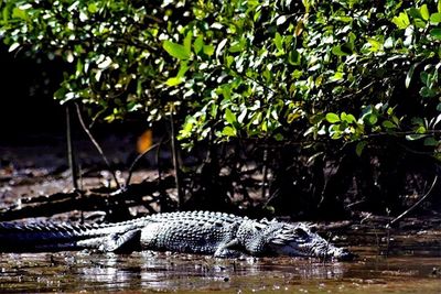 View of a turtle in river