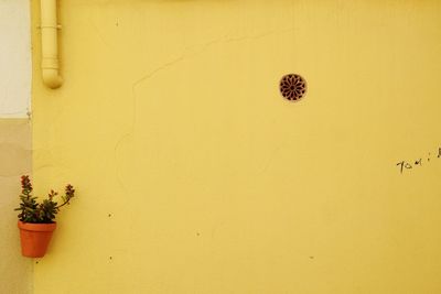 Full frame shot of potted plant on wall