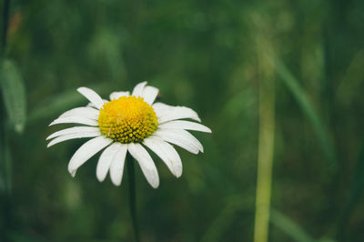 Close-up of white daisy flower