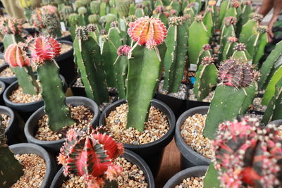 Close-up of cactus flower pot