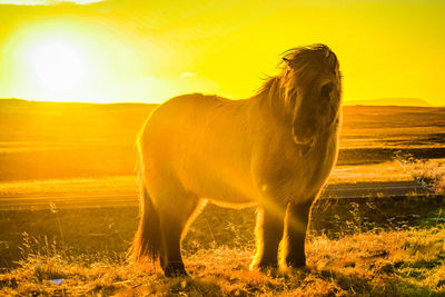 Horse on field during sunset