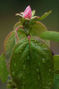 Close-up of wet plant