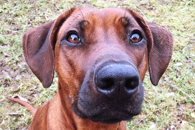 Close-up portrait of dog