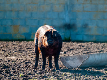 Dog looking away while standing on field