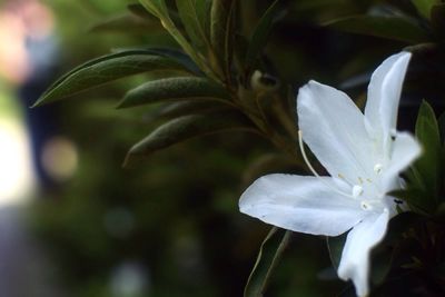 Close-up of white flowers